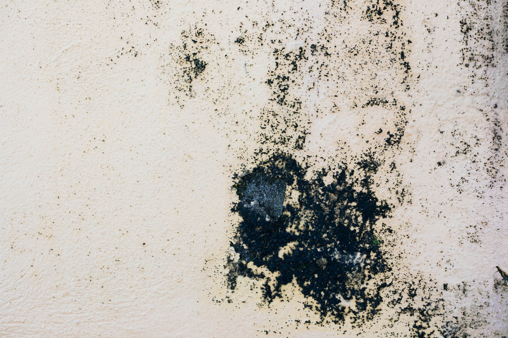 Black mould on a white wall